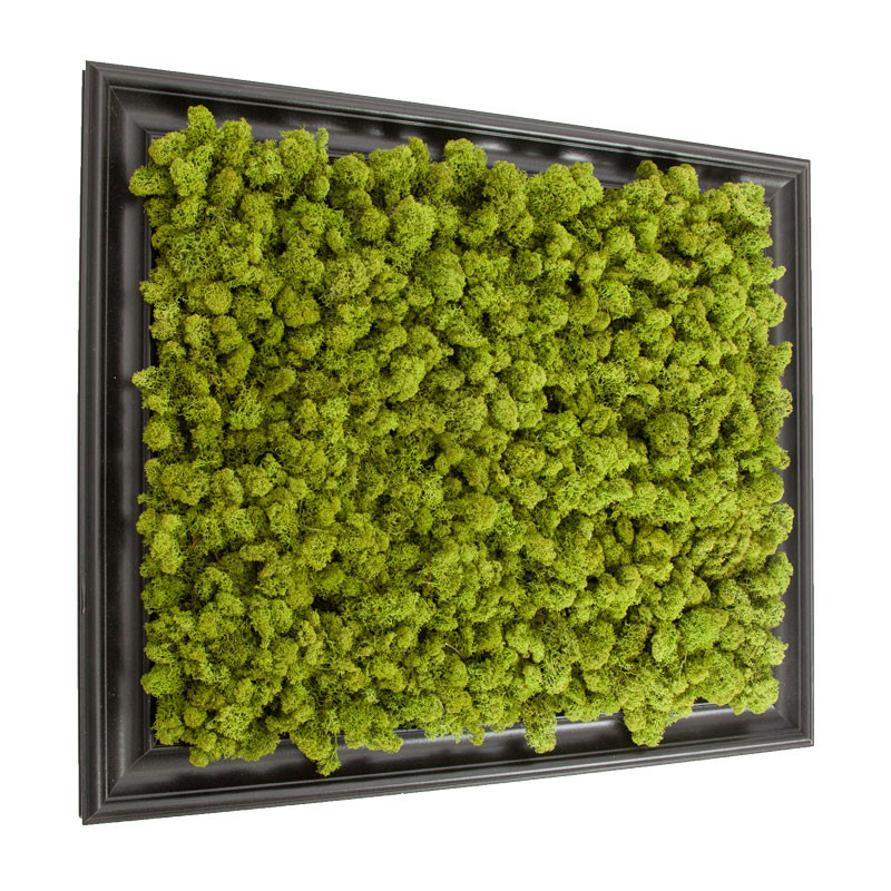 Best ideas about Moss Wall Art
. Save or Pin Preserved Lichen Moss Wall Art in Frame 20in x 24in Now.