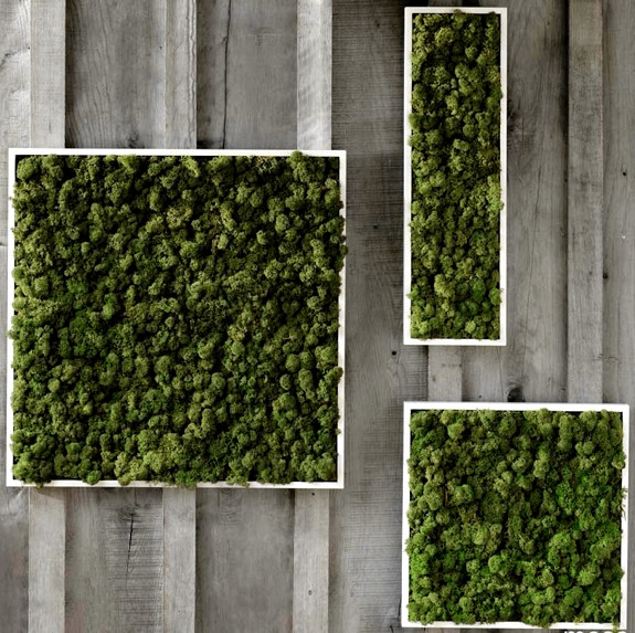 Best ideas about Moss Wall Art
. Save or Pin cool moss wall art 575×573 Greenery Now.