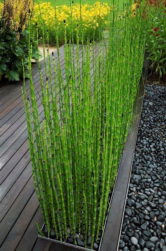 Best ideas about Outdoor Bamboo Plants
. Save or Pin Bamboo garden design ideas small garden ideas Now.