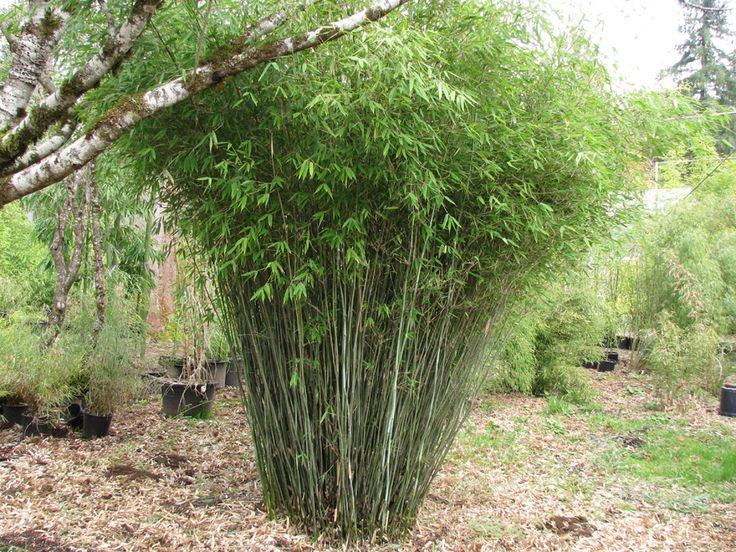 Best ideas about Outdoor Bamboo Plants
. Save or Pin Best 25 Bamboo garden ideas on Pinterest Now.