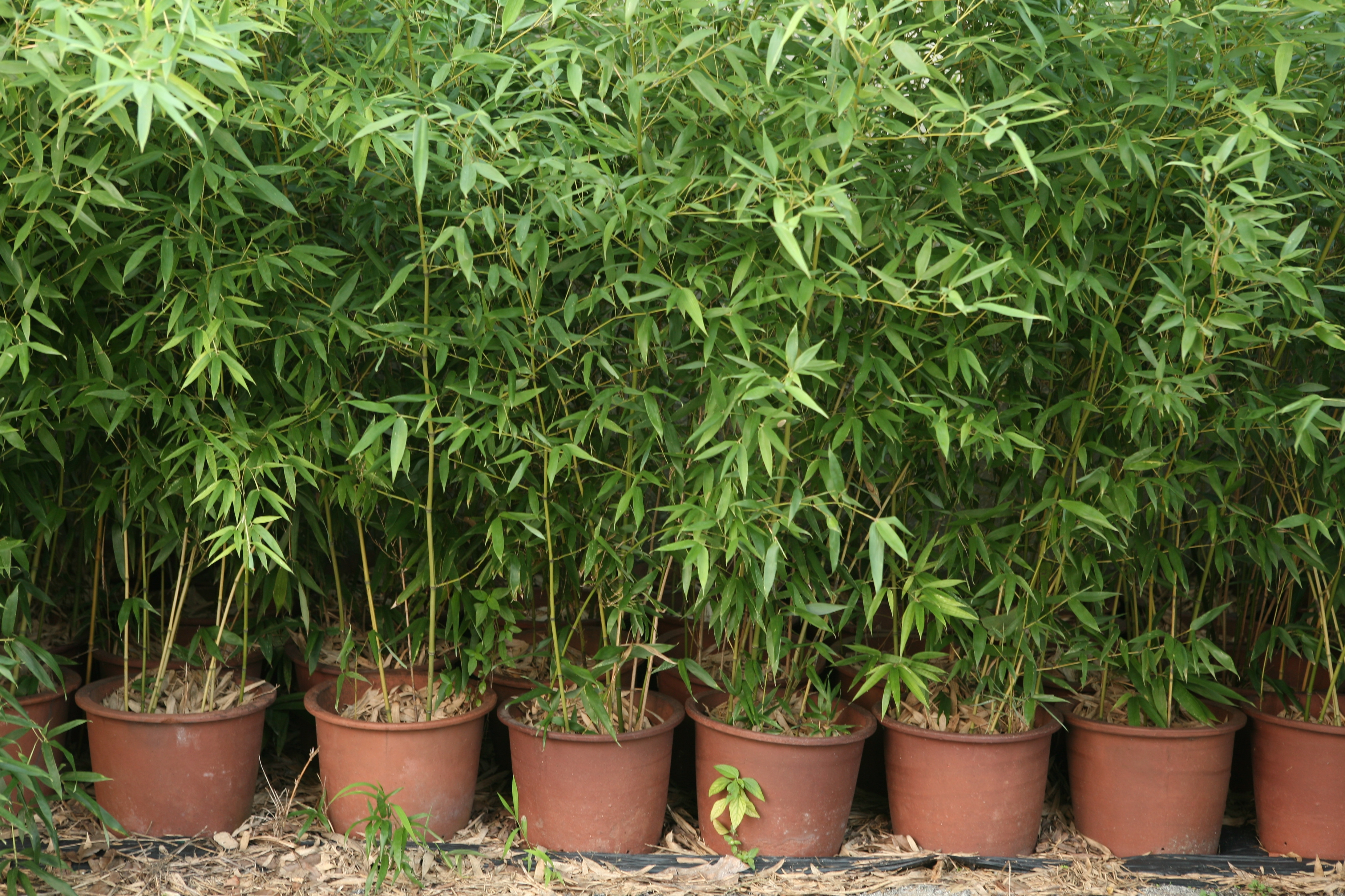 Best ideas about Outdoor Bamboo Plants
. Save or Pin 2 Minutes of Facts about the human body Now.