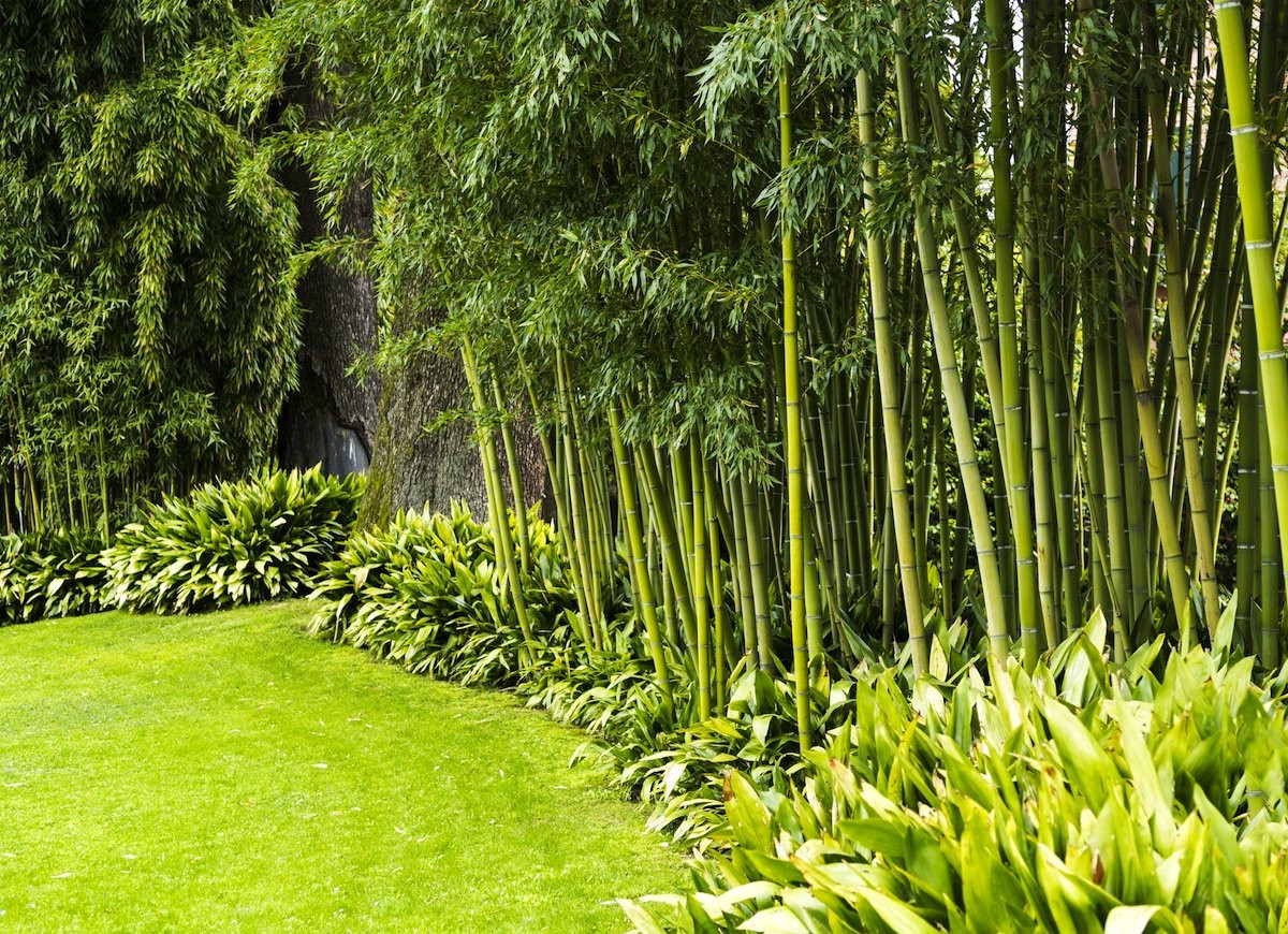 Best ideas about Outdoor Bamboo Plants
. Save or Pin Backyard Privacy 10 Best Plants to Grow Bob Vila Now.