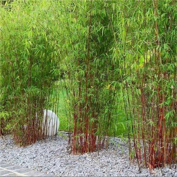 Best ideas about Outdoor Bamboo Plants
. Save or Pin Clumping bamboo landscape – privacy screen and decoration Now.