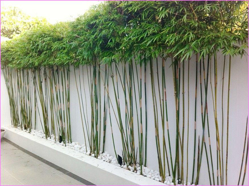 Best ideas about Outdoor Bamboo Plants
. Save or Pin Outdoor Bamboo Plants Decor Now.