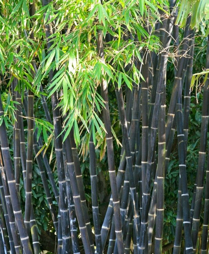 Best ideas about Outdoor Bamboo Plants
. Save or Pin The 25 best Black bamboo plant ideas on Pinterest Now.