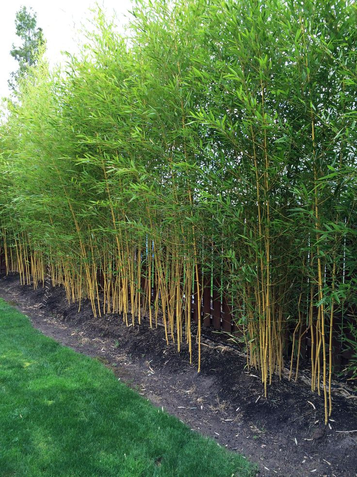 Best ideas about Outdoor Bamboo Plants
. Save or Pin Best 25 Bamboo garden ideas on Pinterest Now.