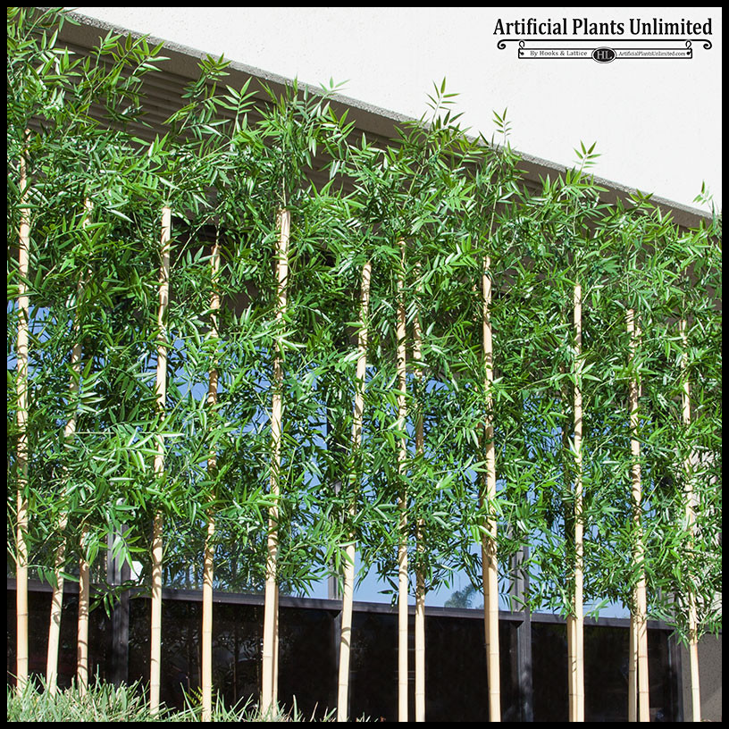 Best ideas about Outdoor Bamboo Plants
. Save or Pin Outdoor Bamboo Per Foot Now.