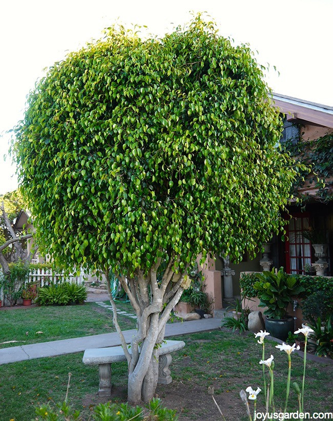 Best ideas about Outdoor Ficus Tree
. Save or Pin The Fickle Yet Popular Houseplant Ficus Bejamina Joy Now.