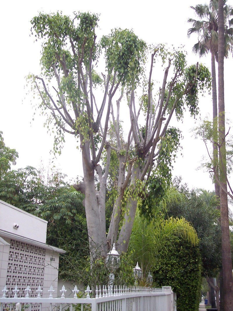 Best ideas about Outdoor Ficus Tree
. Save or Pin PlantFiles Weeping Fig Chinese Banyan Ficus Now.