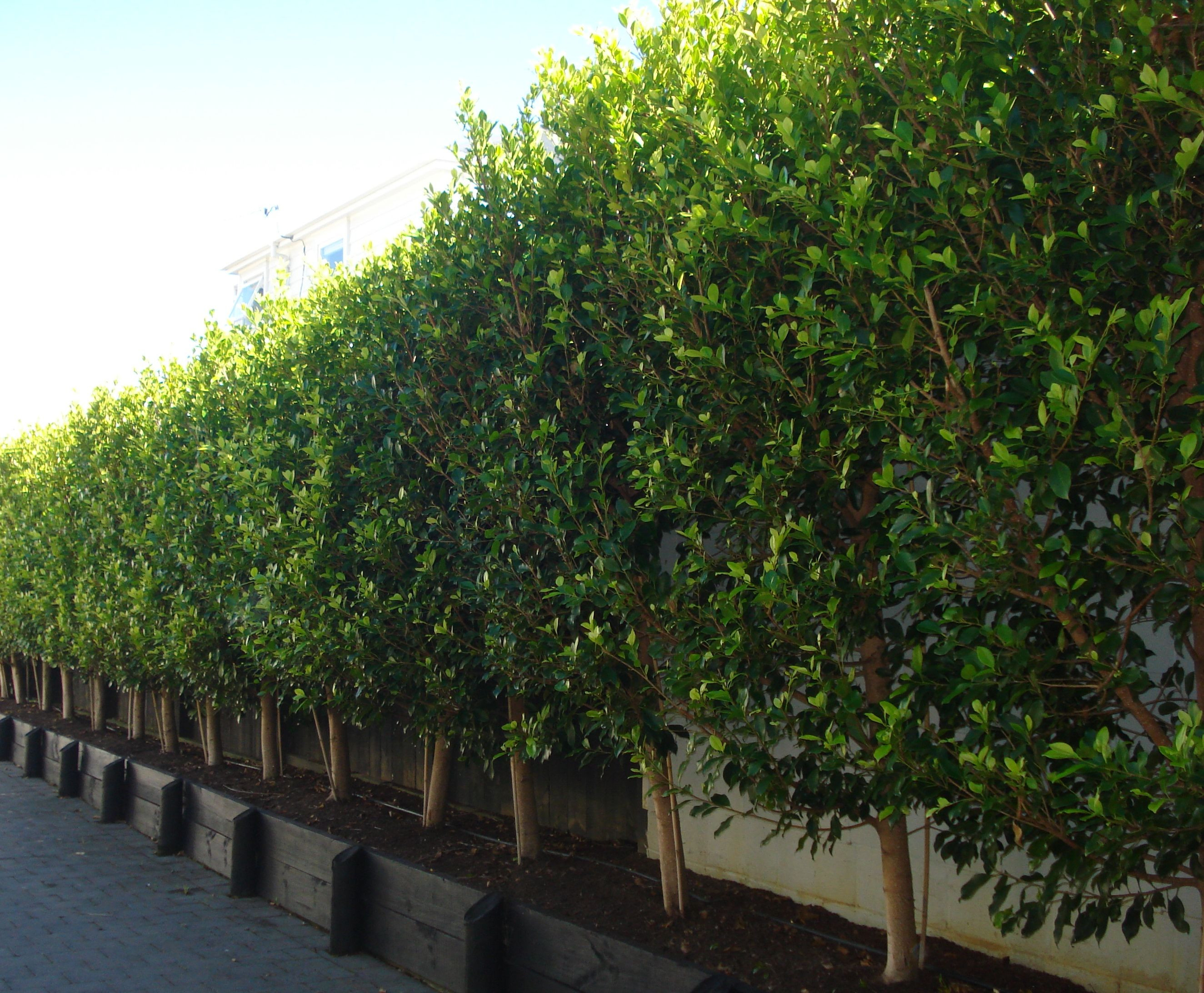 Best ideas about Outdoor Ficus Tree
. Save or Pin Introducing Ficus tuffi availability Now.