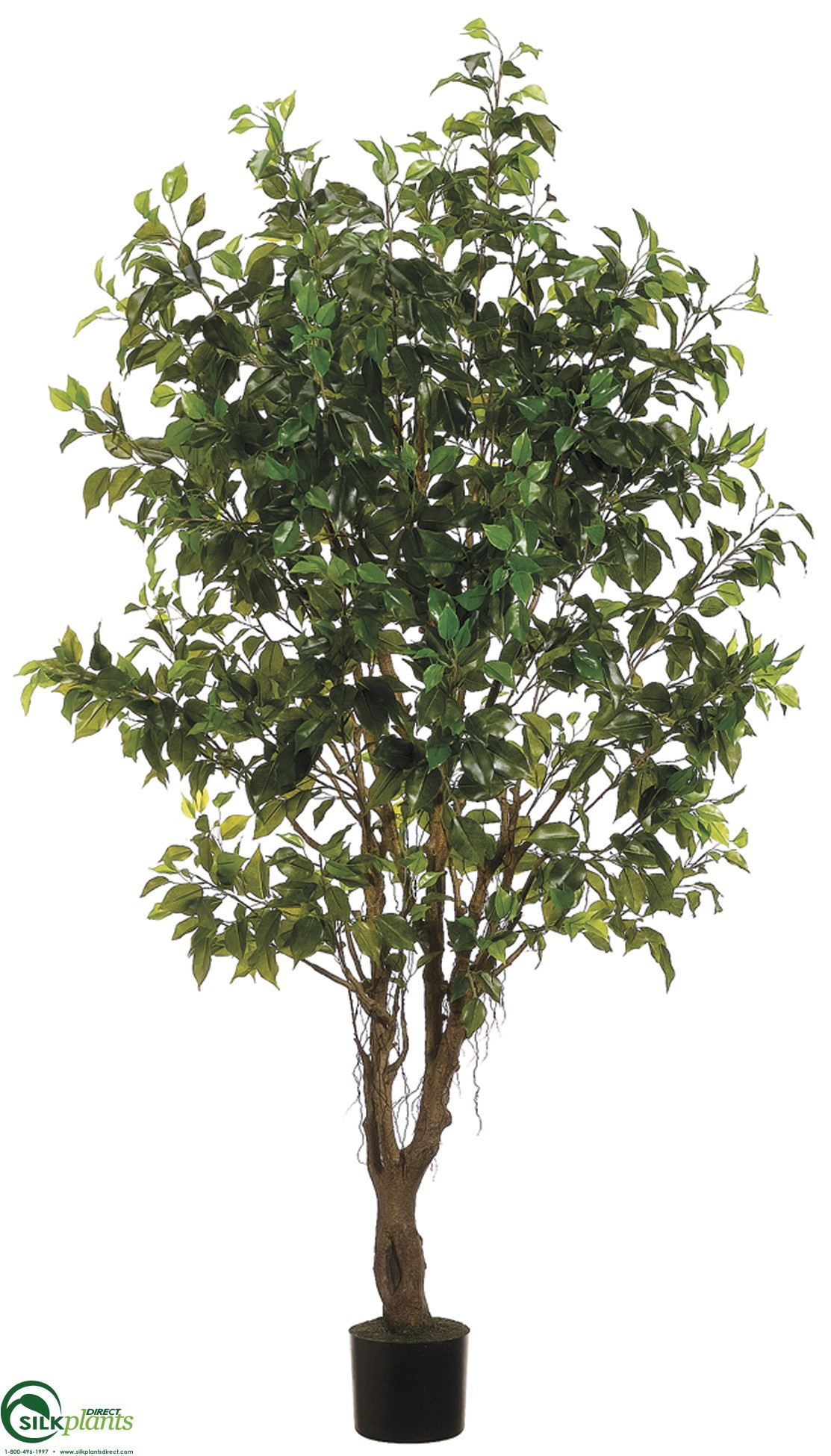 Best ideas about Outdoor Ficus Tree
. Save or Pin Outdoor Ficus Tree Green Pack of 2 CRG 426FPLS Now.