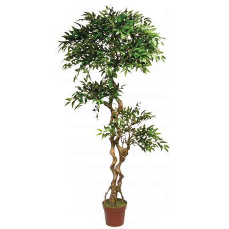 Best ideas about Outdoor Ficus Tree
. Save or Pin 6 5 Mini Ficus Tree Outdoor Rated Now.