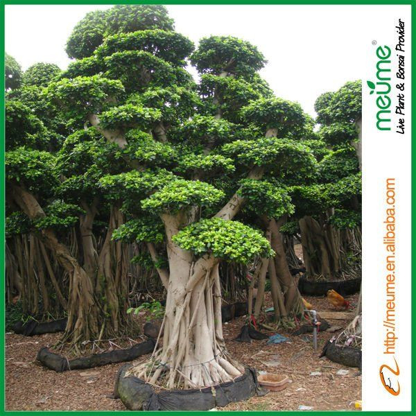 Best ideas about Outdoor Ficus Tree
. Save or Pin Ficus bonsai trees banyan tree Outdoor Bonsai Trees Now.