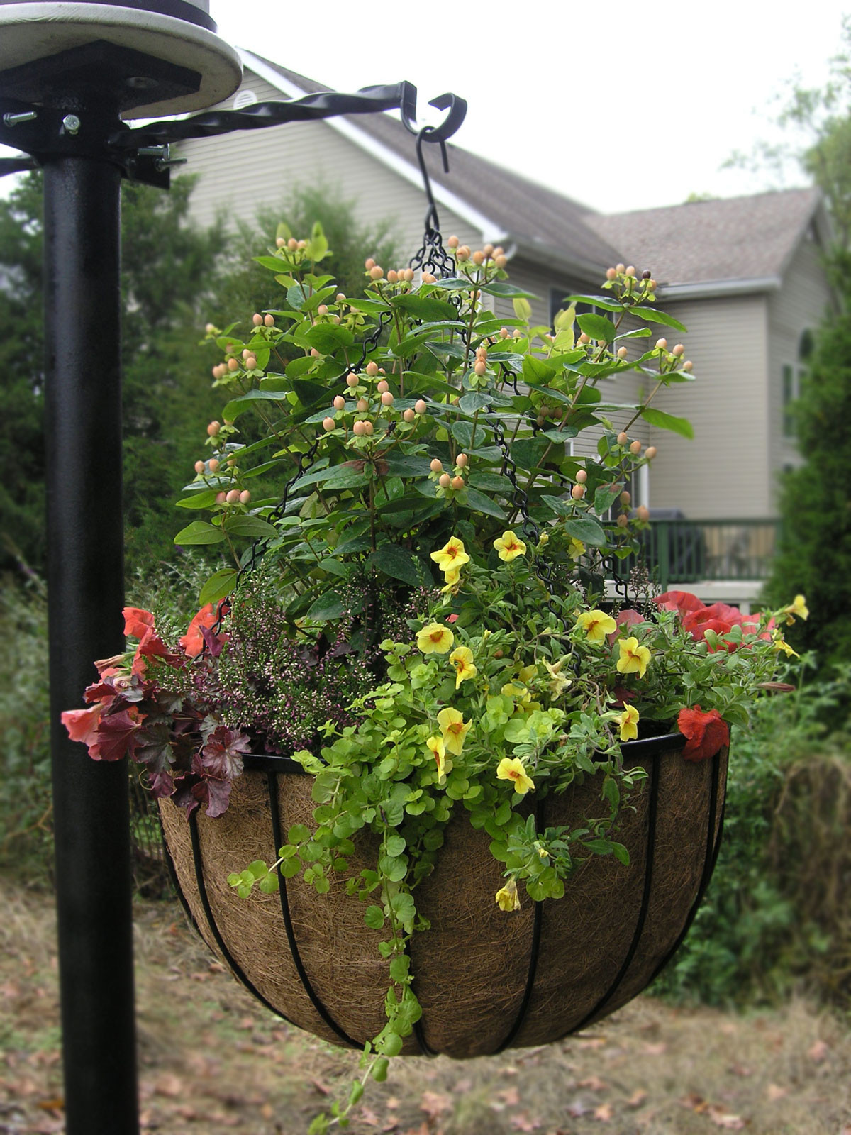 Best ideas about Outdoor Hanging Planters
. Save or Pin Bellus Hanging Baskets 14" and 22" Extra Deep Now.