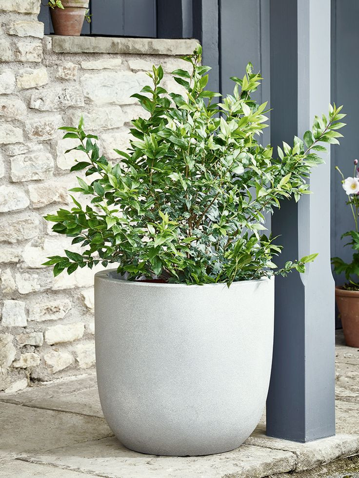 Best ideas about Outdoor Large Planters
. Save or Pin Best 25 planters ideas on Pinterest Now.