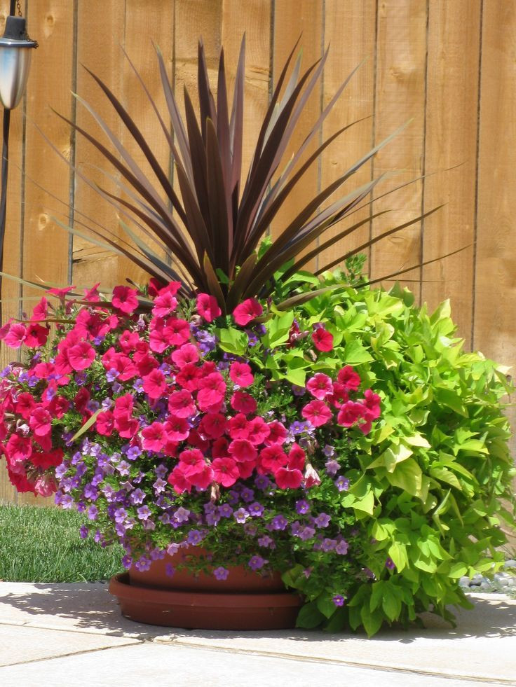Best ideas about Outdoor Pots And Planters
. Save or Pin Flowers For Pots Brilliant With Mixed Flowers For Pots Now.