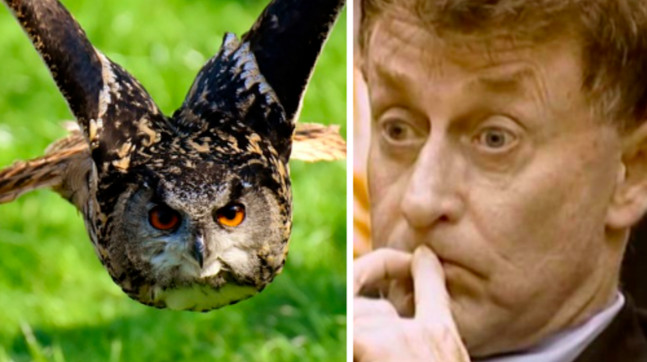 Best ideas about Owl Theory Staircase
. Save or Pin Netflix Has Provided Proof That The Owl Is The Real Now.