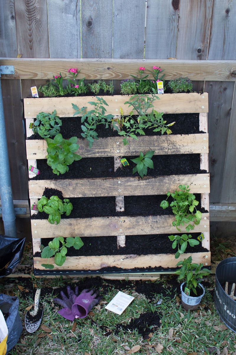 Best ideas about Palette Vertical Garden
. Save or Pin How to Make a Vertical Pallet Ve able & Herb Garden Now.
