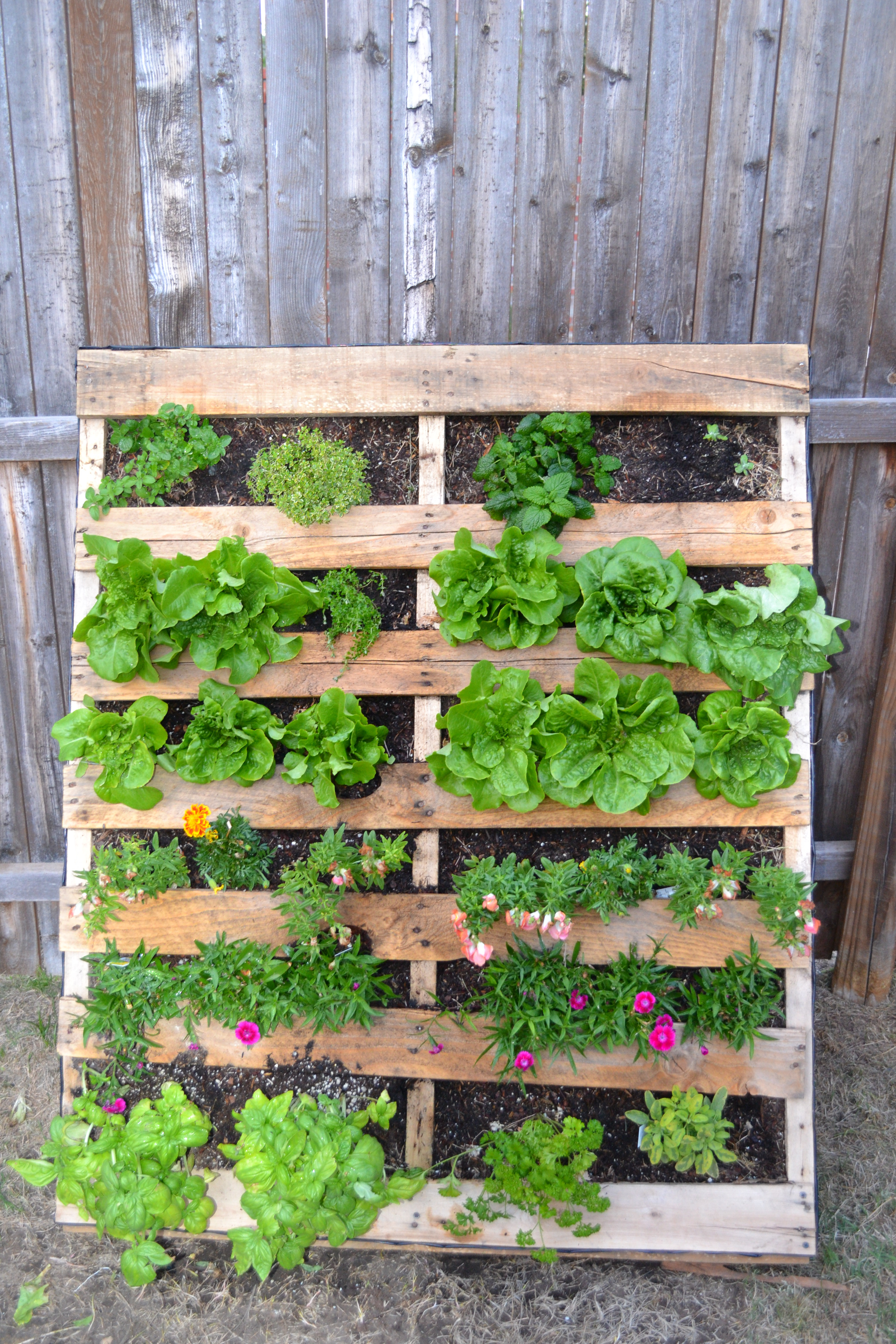 Best ideas about Palette Vertical Garden
. Save or Pin DIY Now.