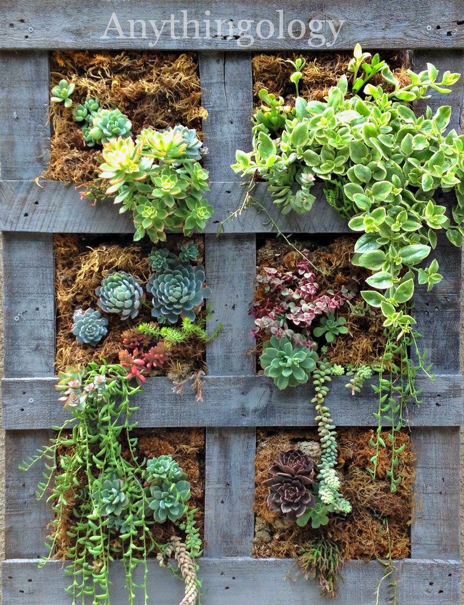 Best ideas about Palette Vertical Garden
. Save or Pin Anythingology Vertical Pallet Garden Update Now.