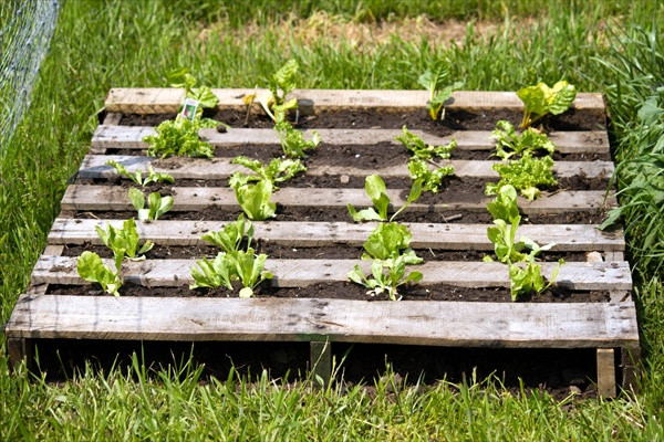 Best ideas about Pallet Garden Ideas
. Save or Pin How to Shimmer Your Pallet Garden Pallet Furniture Now.