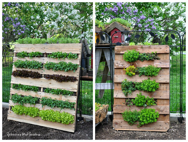 Best ideas about Pallet Vertical Garden
. Save or Pin Rebecca s Bird Gardens Blog DIY Vertical Pallet Garden Now.