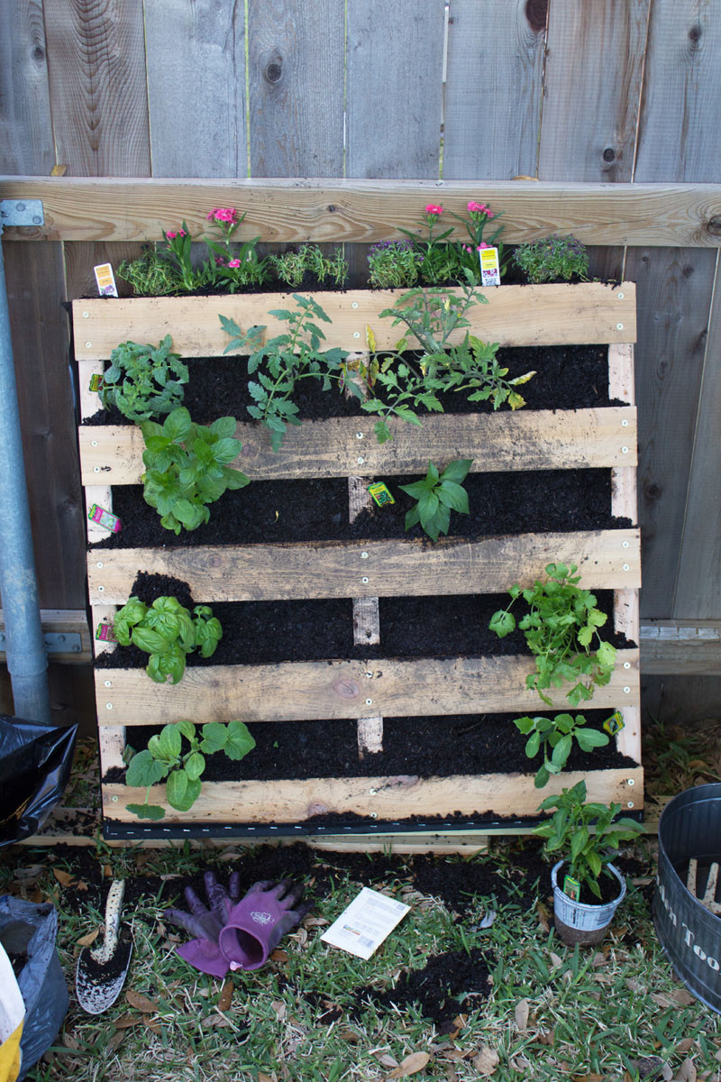 Best ideas about Pallet Vertical Garden
. Save or Pin How to Make a Vertical Pallet Ve able & Herb Garden Now.