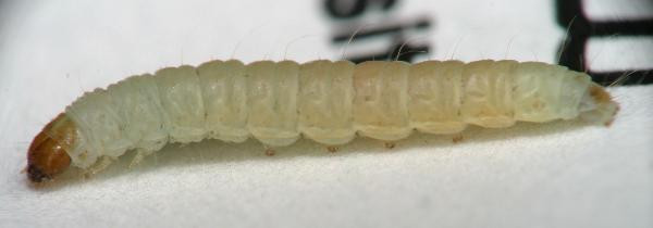 Best ideas about Pantry Moth Larvae
. Save or Pin Caterpillar Found in Moon Cake Tin Now.