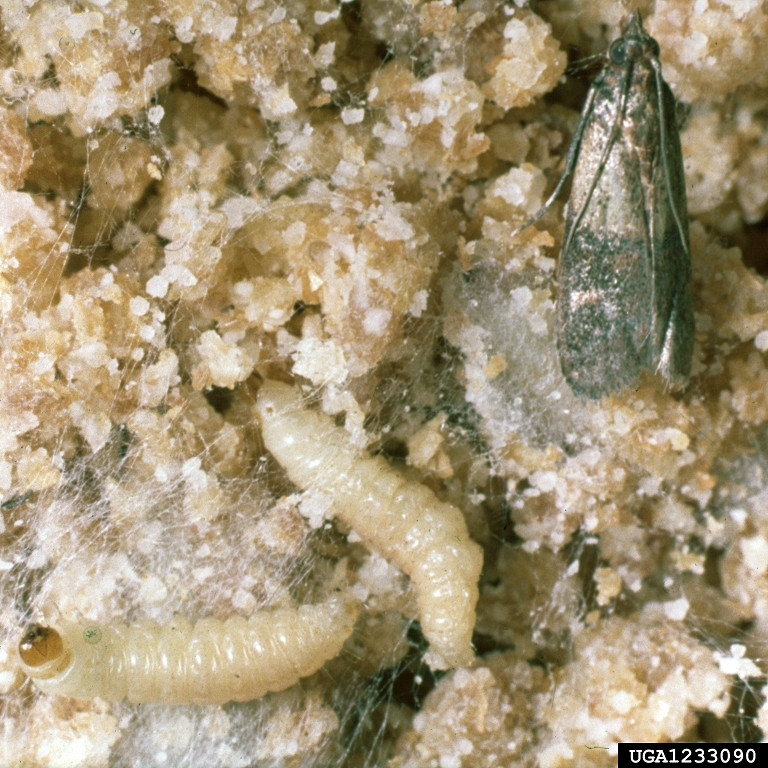 Best ideas about Pantry Moth Larvae
. Save or Pin Got Pests Now.