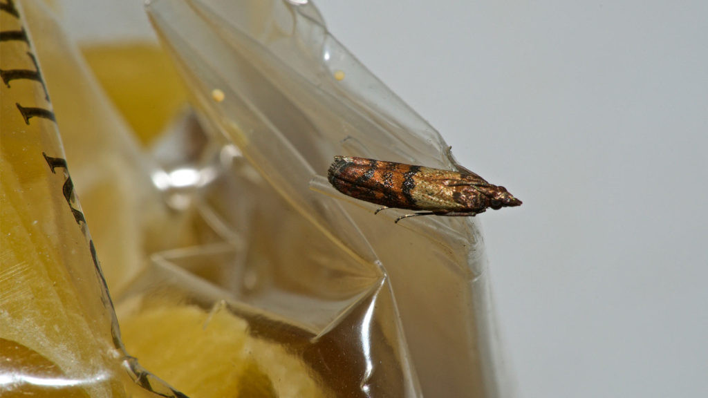Best ideas about Pantry Moth Larvae
. Save or Pin How to Get Rid of Pantry Moths Kitchen Pest Control Made Now.
