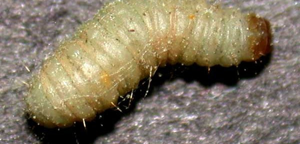 Best ideas about Pantry Moth Larvae
. Save or Pin Indian Meal Moth Larvae Now.