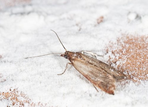 Best ideas about Pantry Moth Larvae
. Save or Pin PANTRY MOTHS MOTH LARVAE Now.