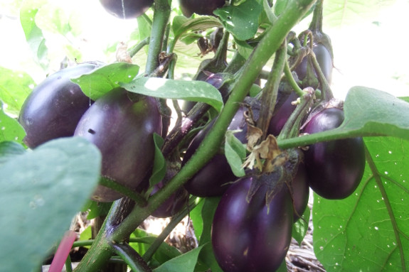 Best ideas about Patio Baby Eggplant
. Save or Pin archives for 07 2018 Now.