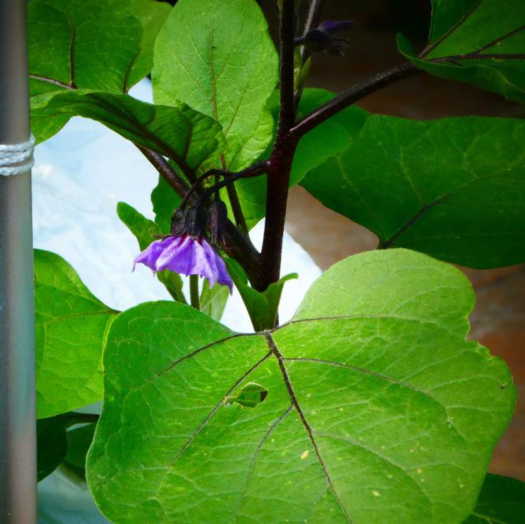 Best ideas about Patio Baby Eggplant
. Save or Pin Eggplant Patio Baby Mini Eggplant unfairmom Now.