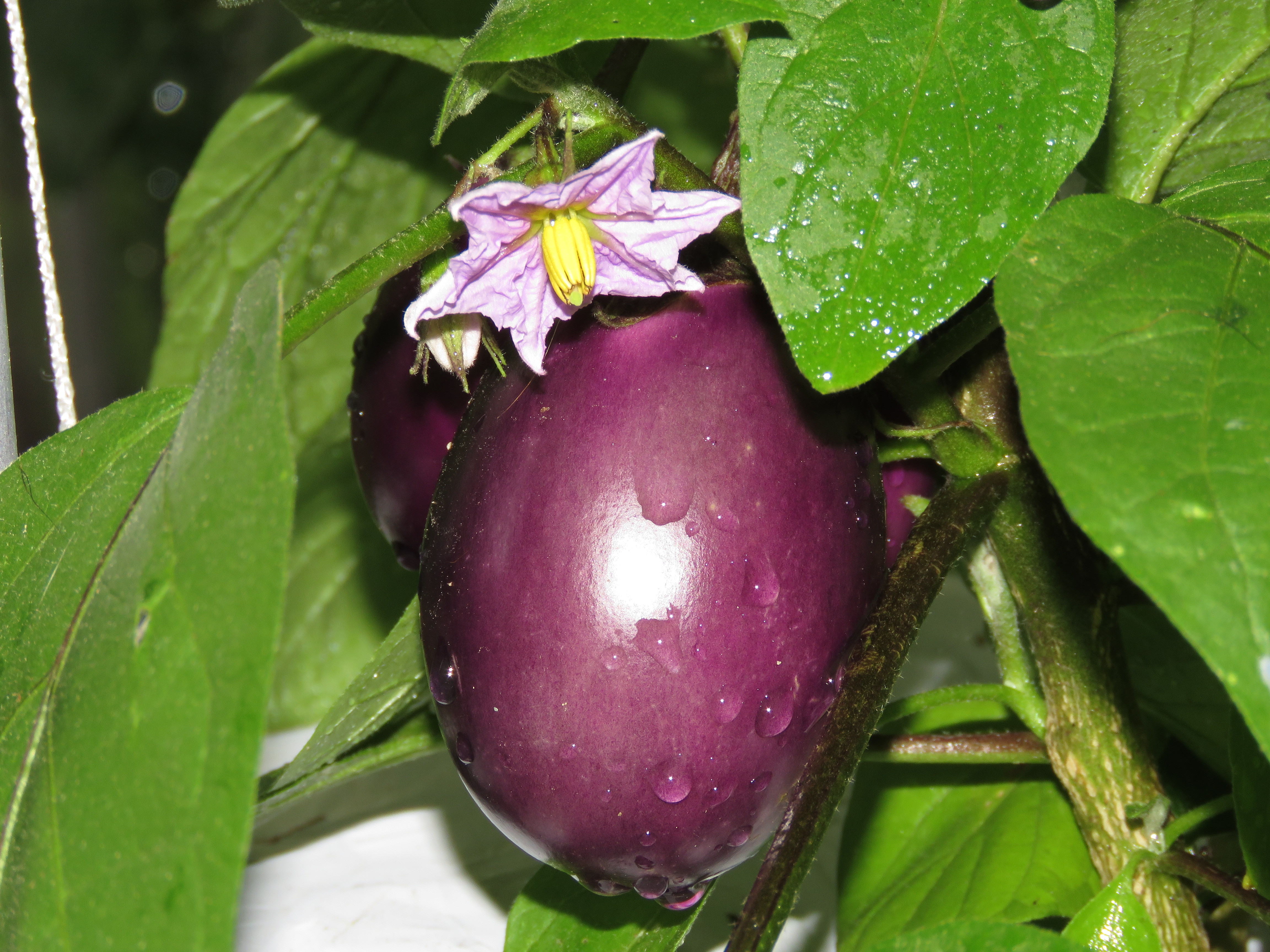Best ideas about Patio Baby Eggplant
. Save or Pin Eggplant Patio Baby Mini Eggplant unfairmom Now.