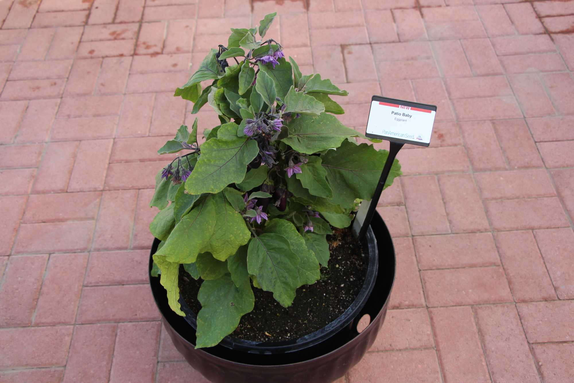 Best ideas about Patio Baby Eggplant
. Save or Pin Eight Standout Ve ables From Spring Trials [Slideshow Now.