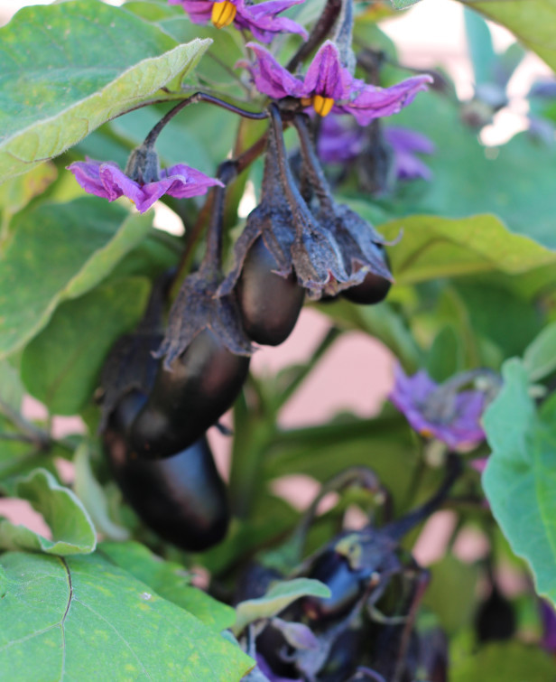 Best ideas about Patio Baby Eggplant
. Save or Pin Landscaping BlogDecorative Landscapes Inc Now.