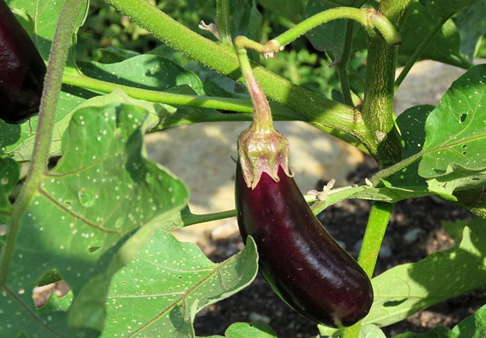 Best ideas about Patio Baby Eggplant
. Save or Pin April 2019 Newsletter Now.