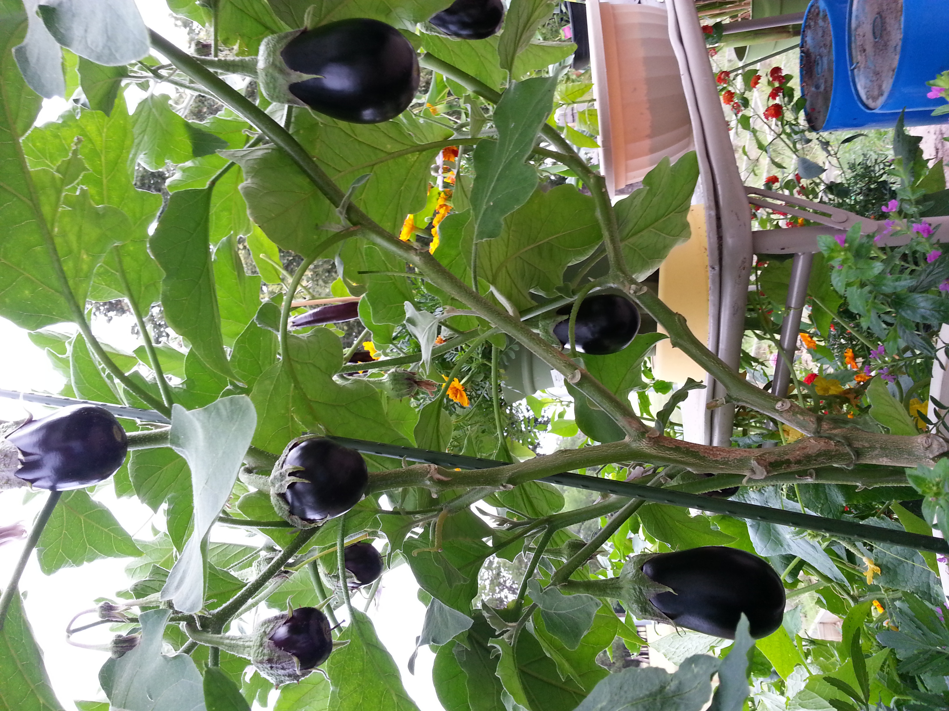 Best ideas about Patio Baby Eggplant
. Save or Pin Eggplants & Eggplants reviews Now.