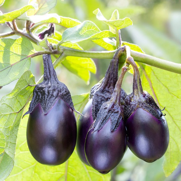 Best ideas about Patio Baby Eggplant
. Save or Pin Patio Baby Mini Eggplant Small Fast Maturing Fruit Now.