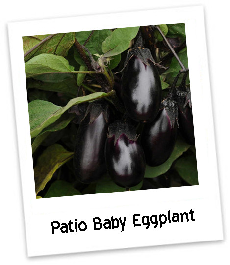 Best ideas about Patio Baby Eggplant
. Save or Pin Edible Walls Products Now.