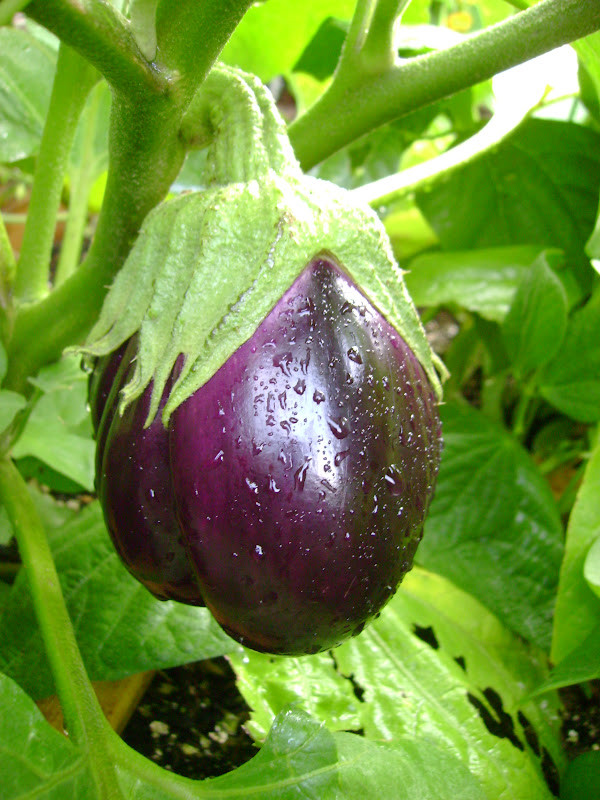 Best ideas about Patio Baby Eggplant
. Save or Pin Frazzled Mom and Friends Wel e to the Jungle Now.