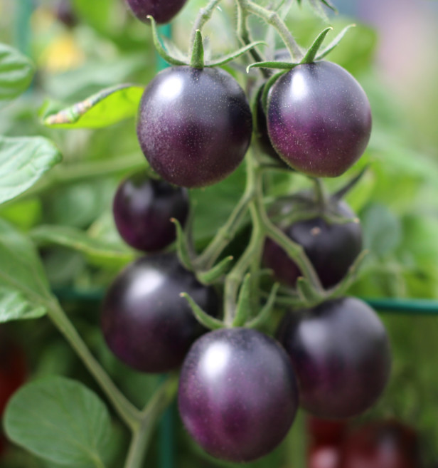 Best ideas about Patio Baby Eggplant
. Save or Pin Landscaping Ideas Tips and Trends Archives Decorative Now.