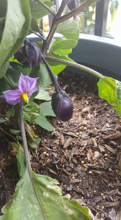 Best ideas about Patio Baby Eggplant
. Save or Pin Patio baby mini eggplants Now.