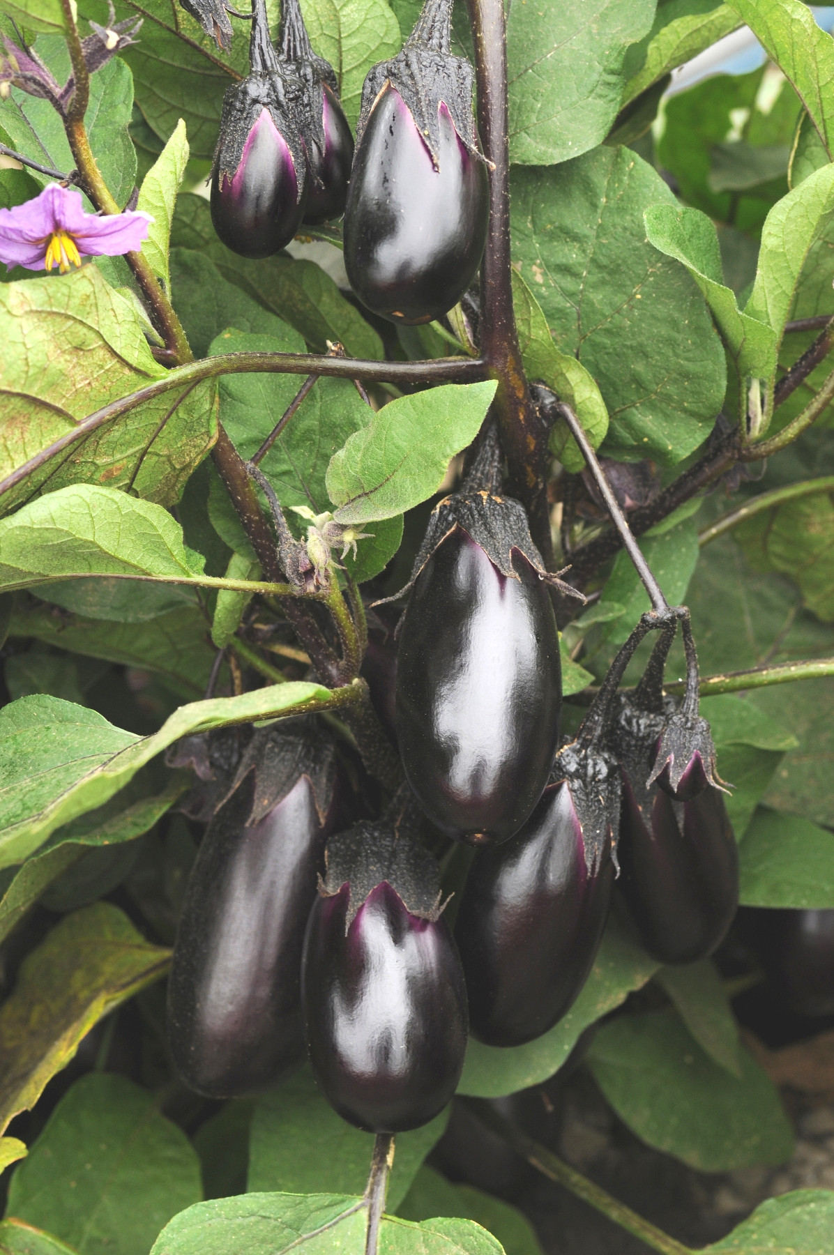 Best ideas about Patio Baby Eggplant
. Save or Pin Eggplant Patio Baby F1 Now.