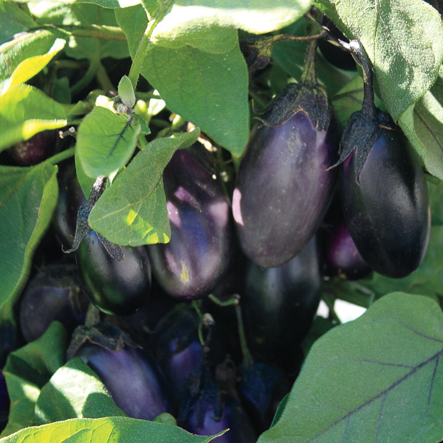 Best ideas about Patio Baby Eggplant
. Save or Pin Patio Baby Hybrid Eggplant Seeds [WS ] $4 00 Now.