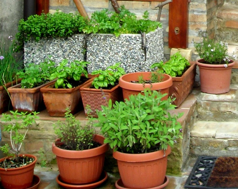 Best ideas about Patio Herb Garden
. Save or Pin Aloe Vera I may look rugged but I’m just a big softy Now.