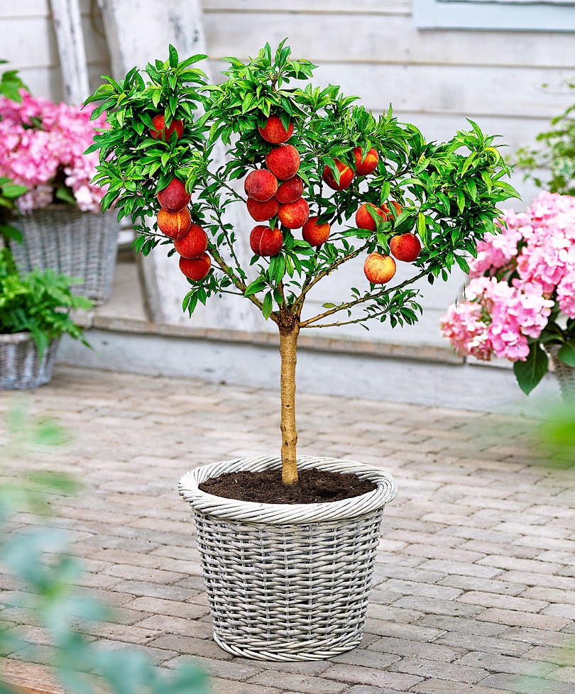 Best ideas about Patio Peach Tree
. Save or Pin Buy Patio Peach tree ‘Bonanza’ Now.