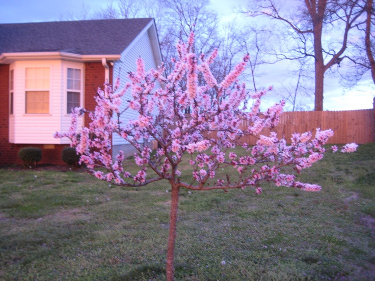 Best ideas about Patio Peach Tree
. Save or Pin My Patio Peach Tree home Now.