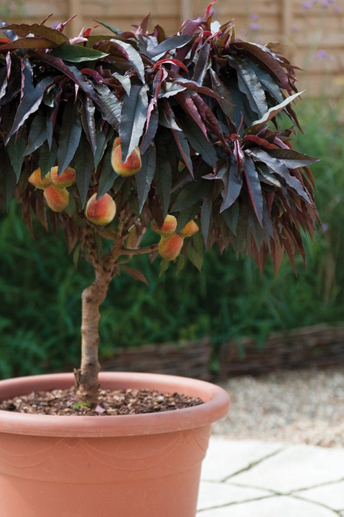 Best ideas about Patio Peach Tree
. Save or Pin Buy Bonfire Dwarf Patio Peach Tree FREE SHIPPING For Now.